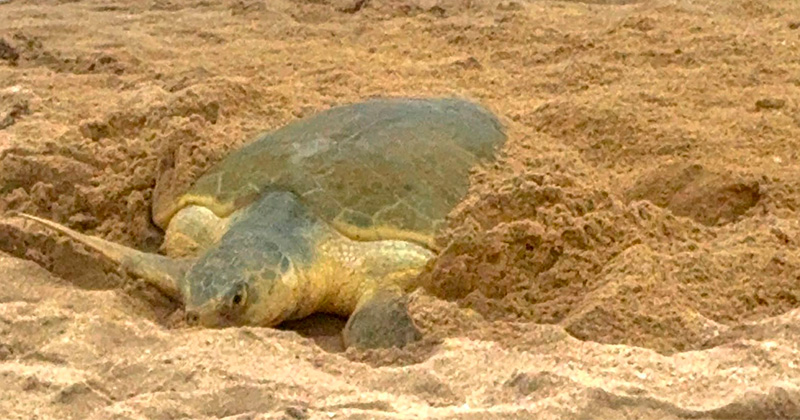  Sur de Tamaulipas concentra mayoría de nidos de tortuga lora