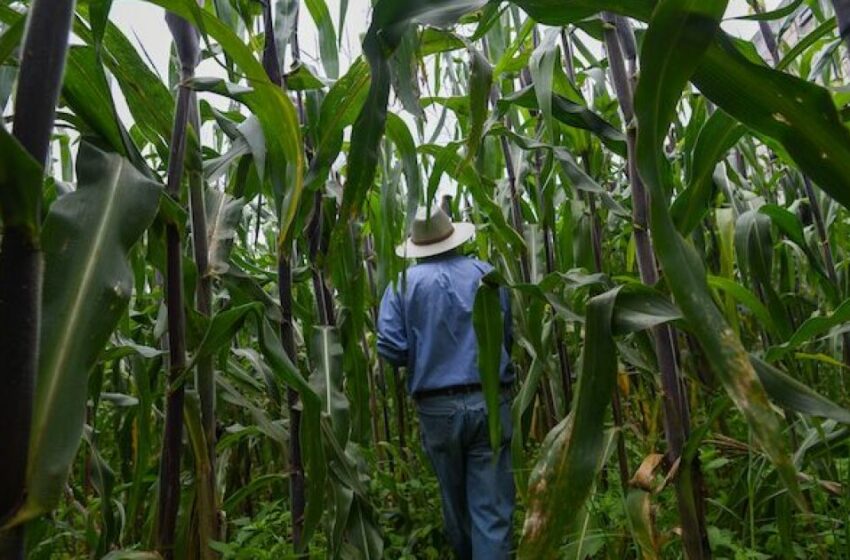  México produce solo 44% del maíz que consume y 28% del trigo – Eje Central