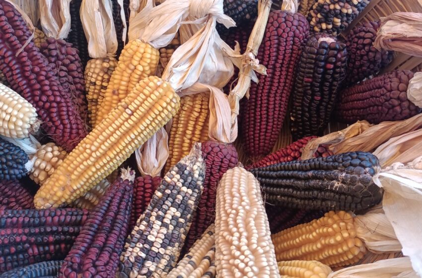  La difícil tarea de erradicar el hambre ante el cambio climático | LANBioCC