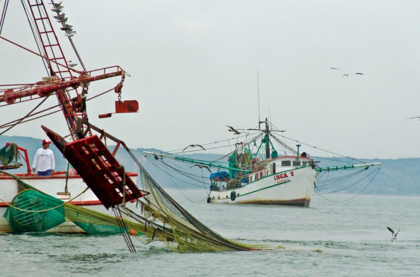  Inicia la veda de camarón en el Golfo de México y Mar Caribe – Noticias de Yucatán