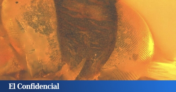  Al estilo Jurassic Park: una piedra de ámbar con 99M de años revela quién ‘encendía las velas’ a los dinosaurios