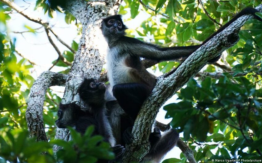  Herencia Maya: ¿un fondo para la selva o capitalismo verde? – DW.com