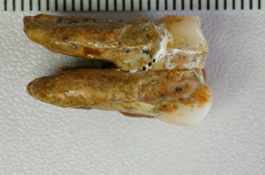  Surgen nuevas pistas del homo erectus a partir del estudio de dientes fosilizados | Estados Unidos | lancasteronline.com