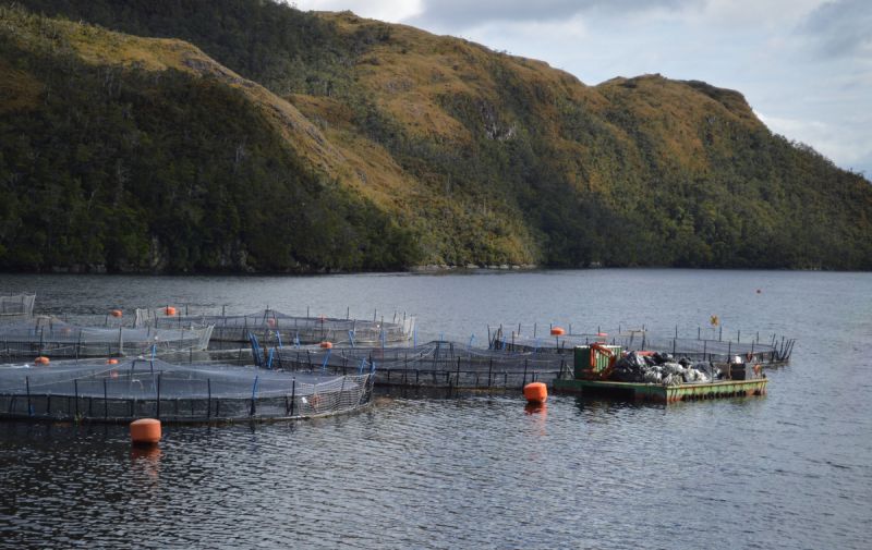  SMA notifica preventivamente a cerca de mil Centros de Engorda de Salmones por …