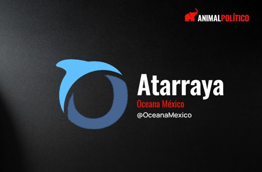  La maternidad no espera, se mueve con las olas – Animal Político
