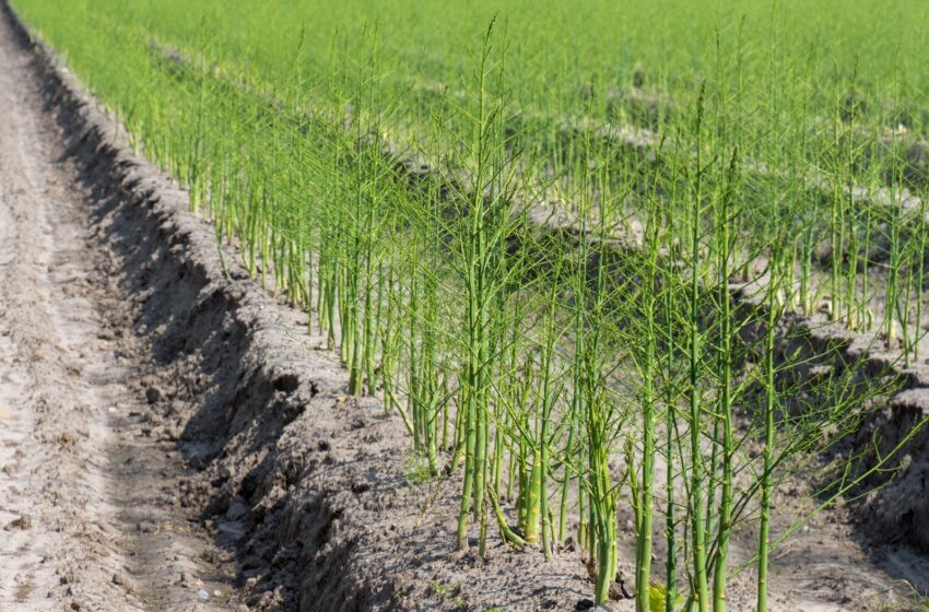  Se consolida Sonora como uno de los estados líderes del país en producción agroalimentaria