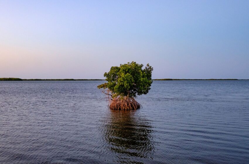  Herencia Maya: Yucatán protegerá una región mayor que Aguascalientes