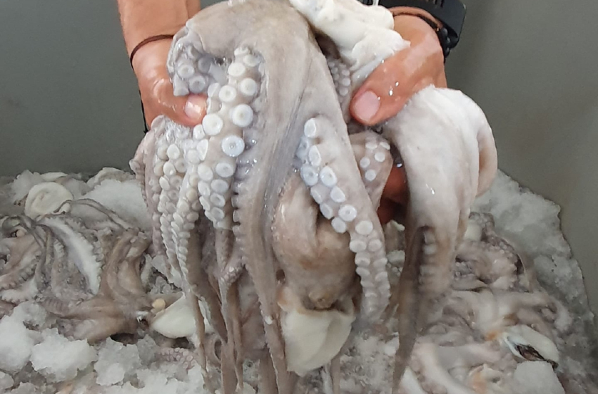  Avanza certificación del pulpo yucateco – Diario de Yucatán