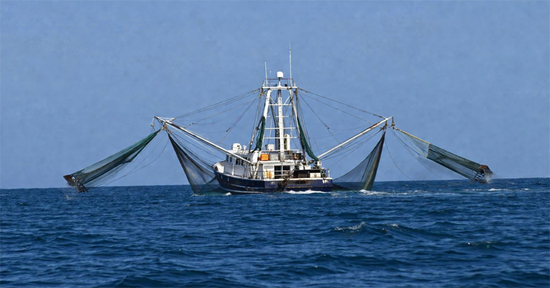  Inicia veda del camarón en Tamaulipas; pesca se frena hasta agosto