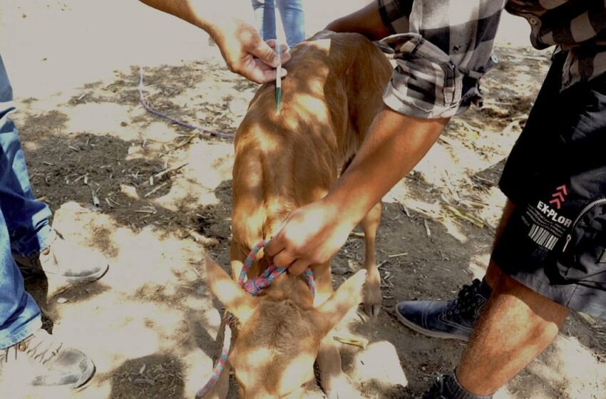  Estado y municipios unen esfuerzos para reforzar sanidad pecuaria en Tamaulipas