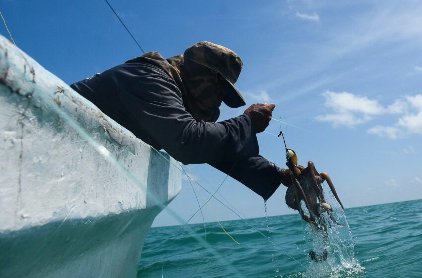  Refuerzan vigilancia para proteger pulpo y langosta en Yucatán