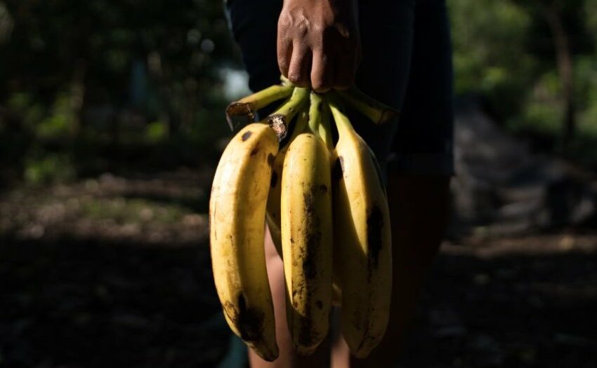 Infiernos bananeros, paraísos fiscales – CADTM