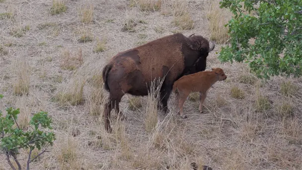  Beneficios al ecosistema de Sonora del bisonte americano – Expreso