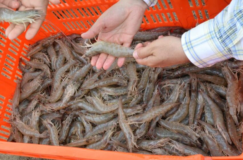  Afirma Conapesca que hay vigilancia para evitar importación ilegal de camarón – Noroeste
