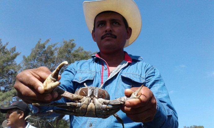  Publica DOF modificación al periodo de veda para la pesca del cangrejo azul en Veracruz
