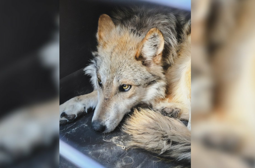  Chihuahua: liberan tres ejemplares de lobo mexicano en Casas Grandes – La Jornada