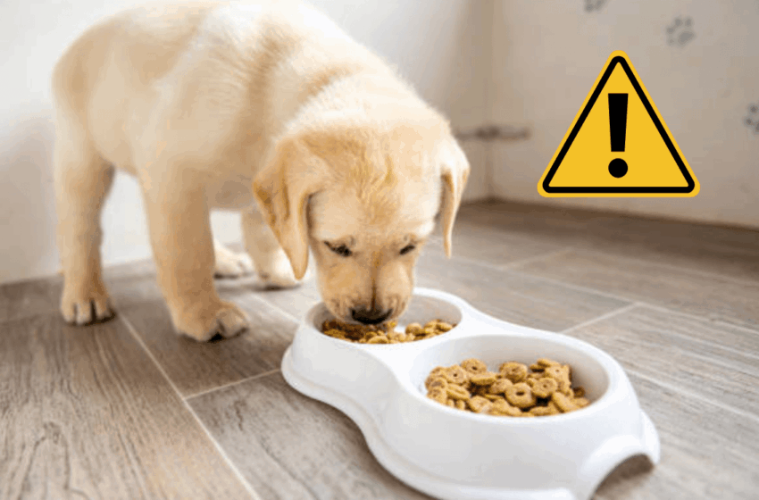  ¡Cuidado! Alertan por alimento para perros contaminado con salmonella