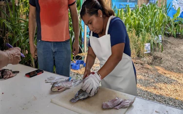  Ganadores del concurso de fileteado de mojarra en Villahermosa – Diario Presente