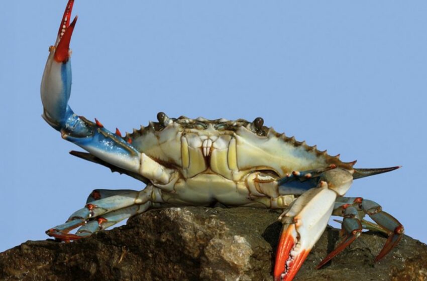  Conapesca modifica veda del cangrejo azul en Veracruz y el Golfo de México – Tabasco HOY