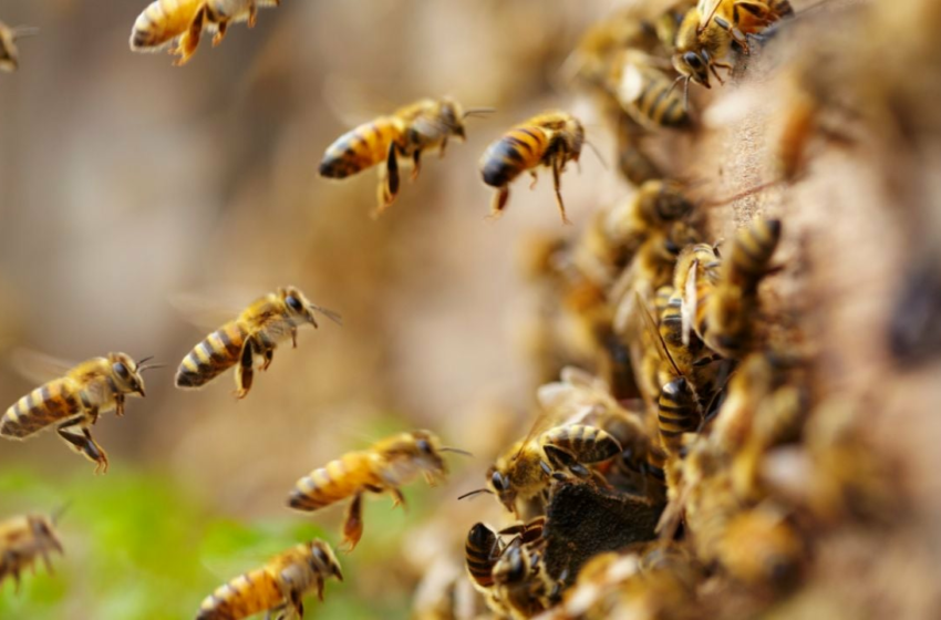  Abejas, economía y el futuro del mundo | La Silla Rota