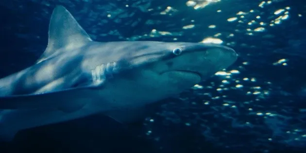  Muere hombre en Australia tras SANGRIENTO ataque de un tiburón blanco: los detalles