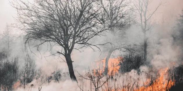  Incendios forestales han afectado más de 24 mil hectáreas en Oaxaca