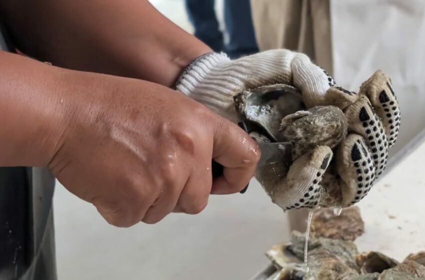  Nacajuca y Centro lideran en fileteo; resaltan fuerza del sector ostrícola en la Feria Tabasco 2026