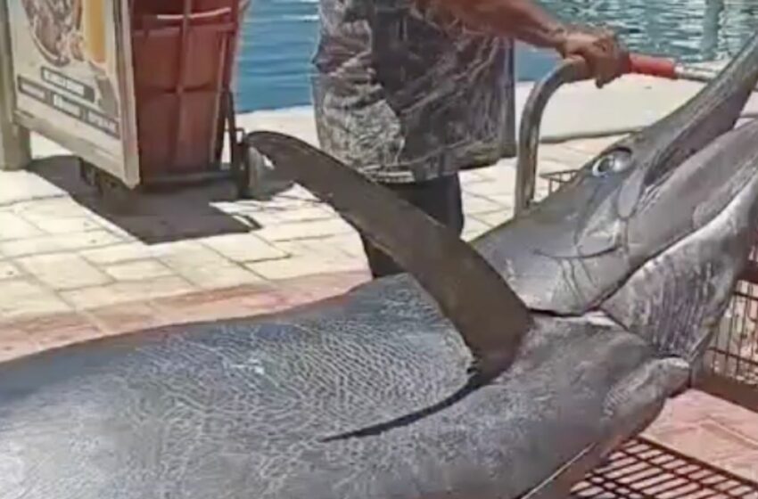  Capturan marlín negro gigante durante jornada de pesca BCS – Milenio