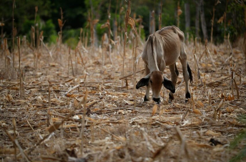  ONU alerta que 'El Niño' aumenta la inseguridad alimentaria en América Latina y el Caribe