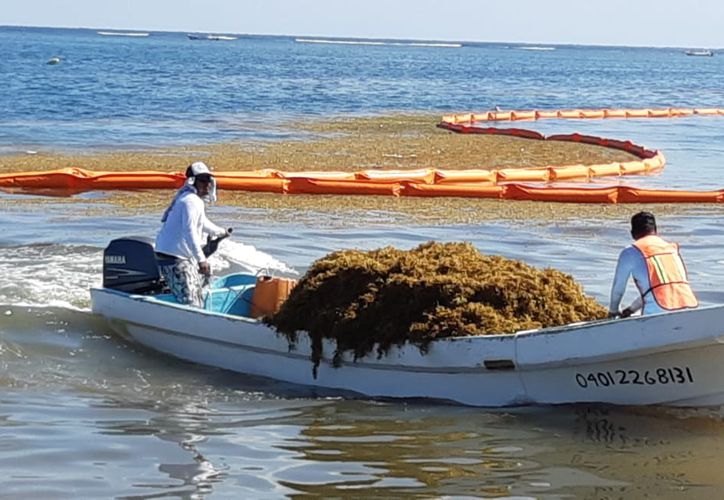 Afectada la pesca artesanal en Xcalak por recales masivos de sargazo – Grupo SIPSE