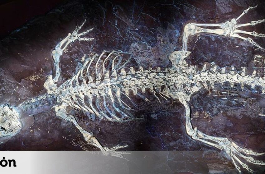  Un extraordinario fósil en los Pirineos revela cómo era la piel de los cocodrilos de hace 125 millones de años – ILEON