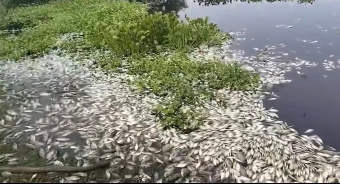  Mortandad de peces afecta la Cuenca del Papaloapan – AVC Noticias