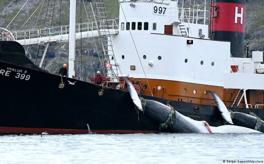  Islandia reanuda la caza de ballenas tras dos años de pausa – DW
