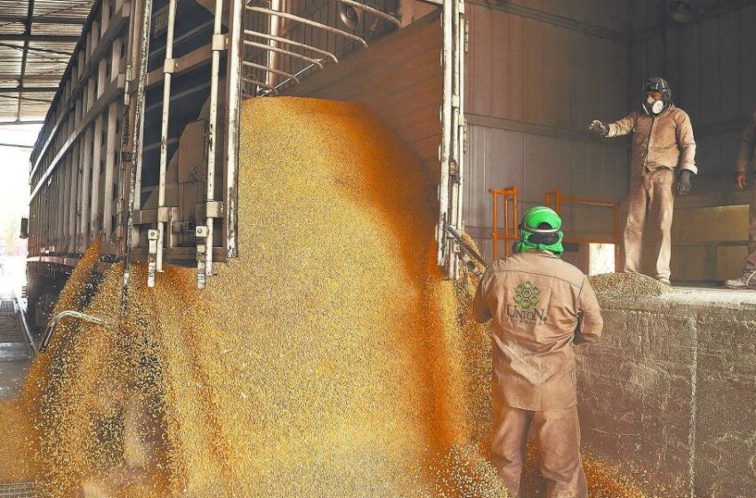  Los precios altos se corrigen con precios más altos – El Economista