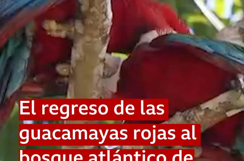  Las guacamayas rojas (Ara chloropterus) estaban extintas en este bosque tropical de … – Facebook
