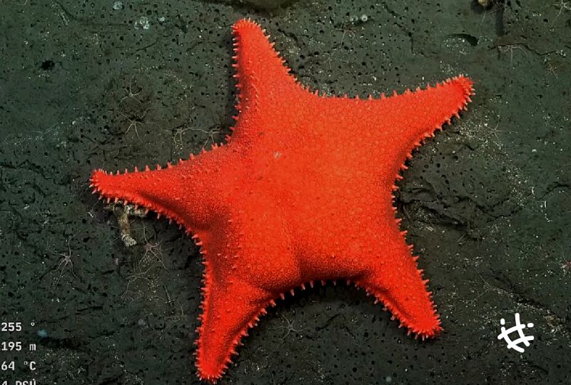  La UNLP en una nueva expedición internacional al oceáno profundo argentino