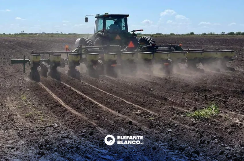  Cancelarán y reestructurán créditos a 5 mil 300 productores de Tamaulipas