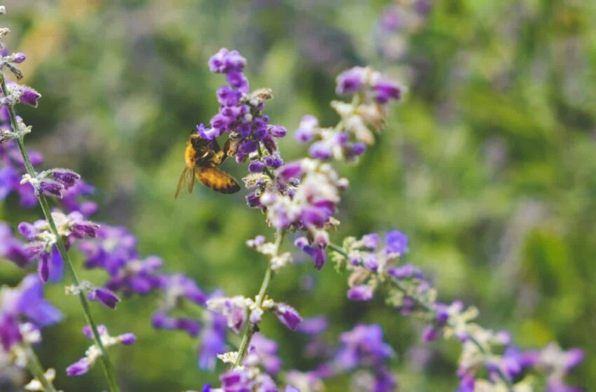  La preservación de la biodiversidad se consolida como el pilar fundamental para garantizar …