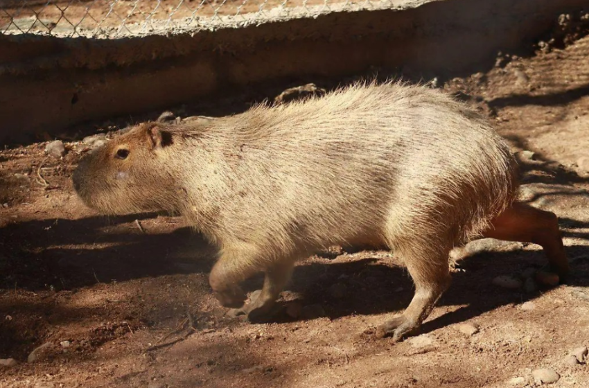  Pareja del capibara del Centro Ecológico de Sonora llegaría en dos meses