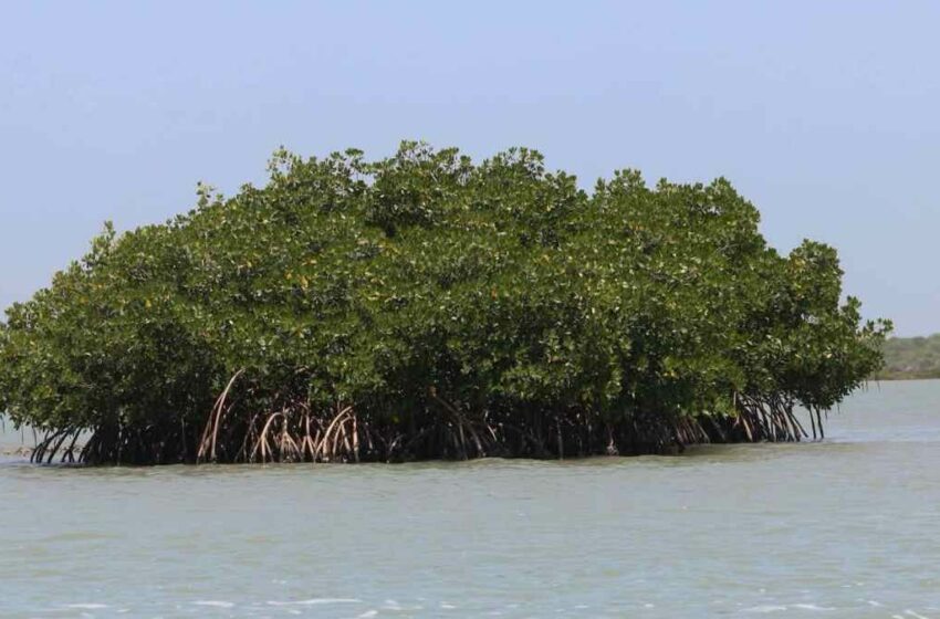  Tamaulipas blinda su costa con rescate de manglares en La Pesca