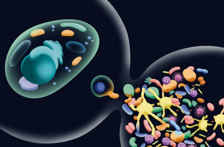  Una historia de alianzas microbianas ha forjado a nuestras células – Levante-EMV