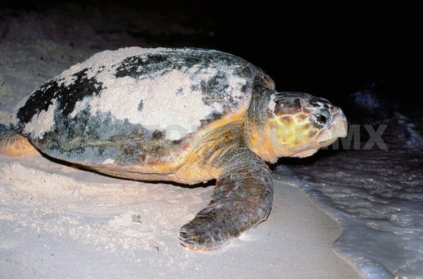  Llama la Conanp a proteger a las tortugas – Cuarto Poder
