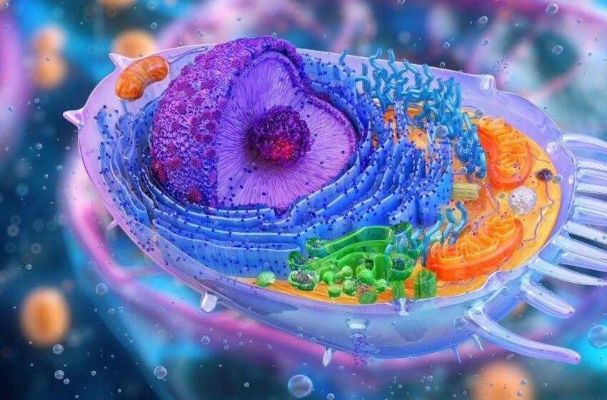  Así fue el origen de nuestras células: una historia coral con múltiples bacterias y virus gigantes – Gaceta de salud