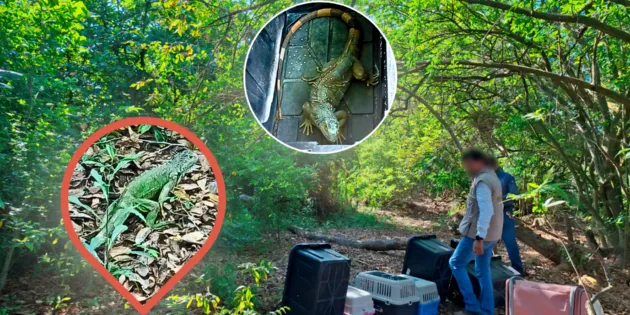  ¡Rescate exitoso! 19 iguanas protegidas vuelven a la naturaleza en Michoacán