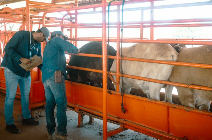  Sonora refuerza blindaje sanitario contra el gusano barrenador y mantiene estatus libre de la plaga