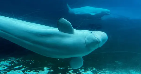  Gobierno de Canadá respalda traslado de ballenas en Marineland Ontario – Pulso