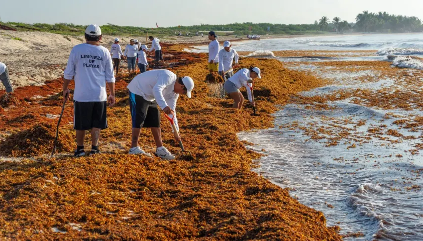  Investigador de Florida busca convertir el sargazo en alimentos – FM105.com.mx