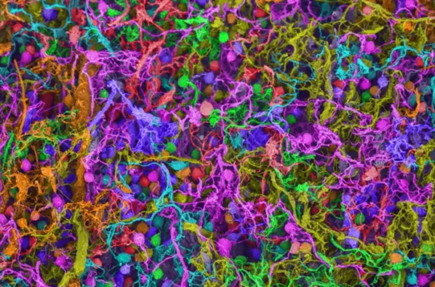  Estudian el cerebro y descubren el mecanismo oculto que se activa con cada oración que pronuncias