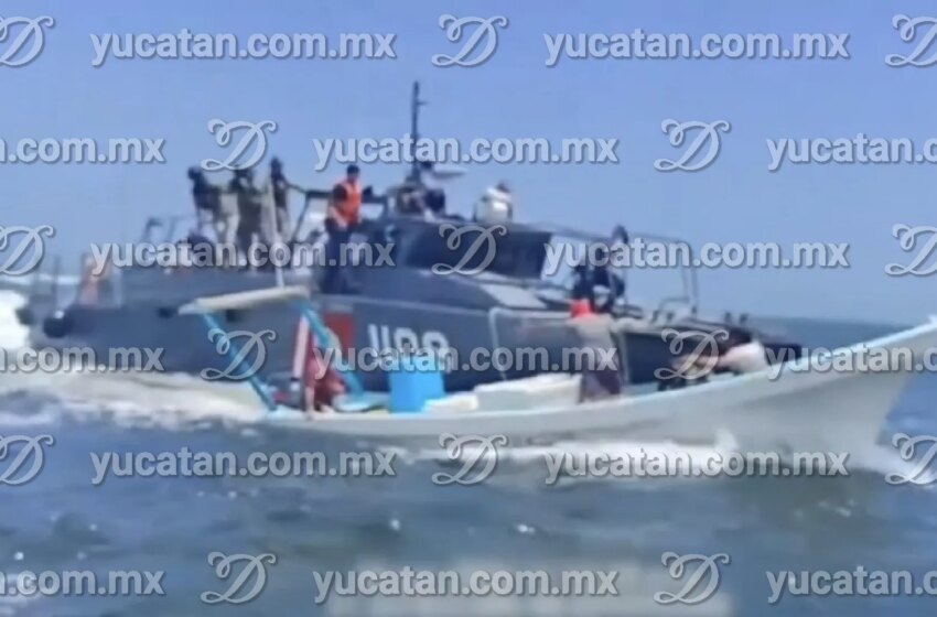  Caen tres presuntos pescadores furtivos con 250 kilos de pepino de mar en Yucatán