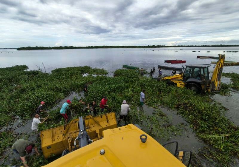  Retiran toneladas de lirio acuático de la Laguna de Mitla | Meganoticias